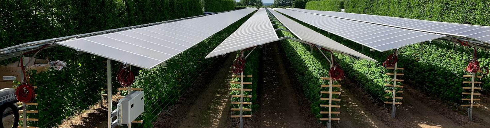 Quelle: Baywa RE Himbeerplantage